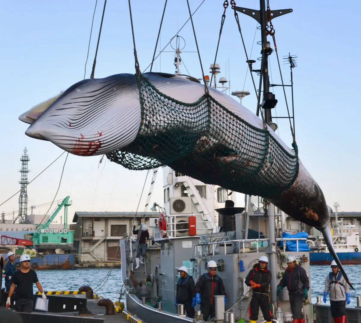 A minke whale is unloaded at a port after a whaling for scientific purposes in Kushiro, in the northernmost main island of Hokkaido in September 2017. (Kyodo News/AP)