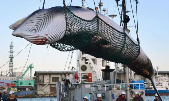 Japan Whalers Discuss Plan to Resume Commercial Hunt on July 1