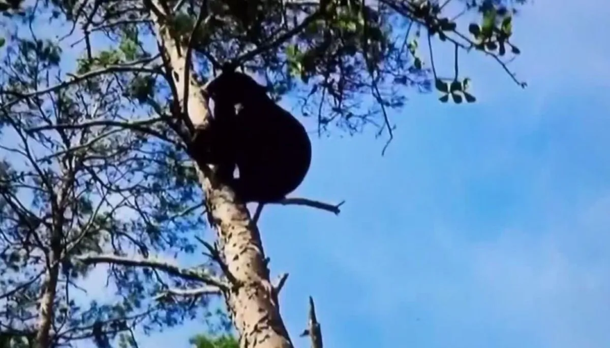 A still image from video footage and posted on social media shows a black bear in a tree. (Florida Fish and Wildlife Commission)