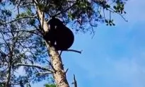 Florida Black Bear Shooting Report Raises Questions