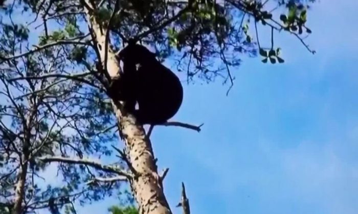 A still image from video footage and posted on social media shows a black bear in a tree. (Florida Fish and Wildlife Commission)