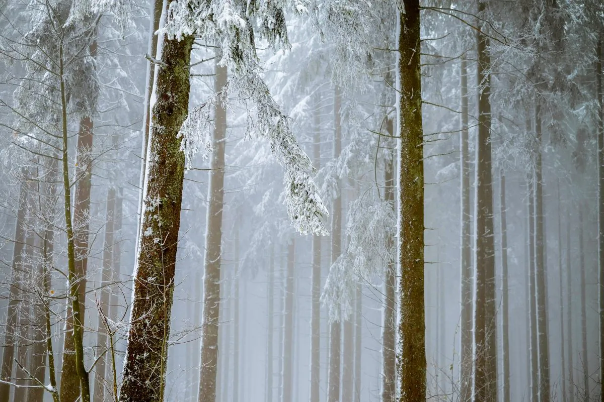 In the enchanted land of Narnia it is perpetually winter, but never Christmas. (Couleur/Pixabay.com)