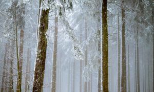 American Renewal: Always Winter, Never Christmas