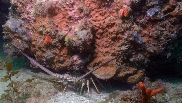 ARC_lobstercrop
