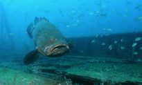 Viral: Florida Man Catches ‘Monster’ Golitah Grouper