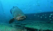 Viral: Florida Man Catches ‘Monster’ Golitah Grouper