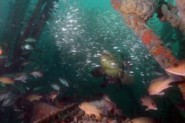 Goliath Grouper swimming near artificial reef