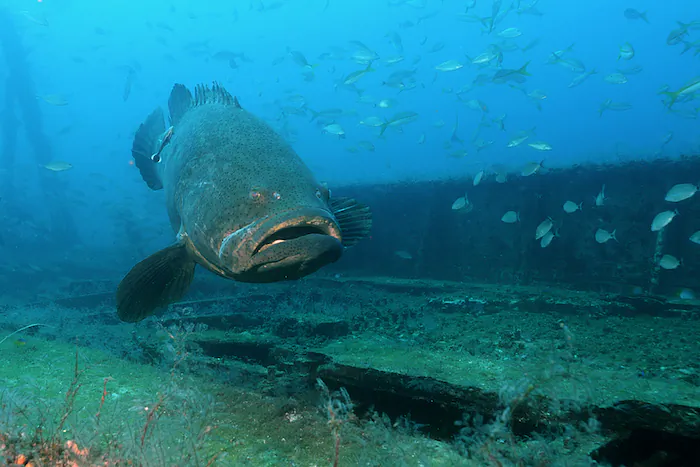 Goliath Grouper