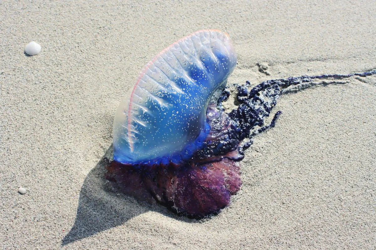 Creatures being washed up the beach from deep within the ocean. (KROSSWerbeagentur/Pixabay)