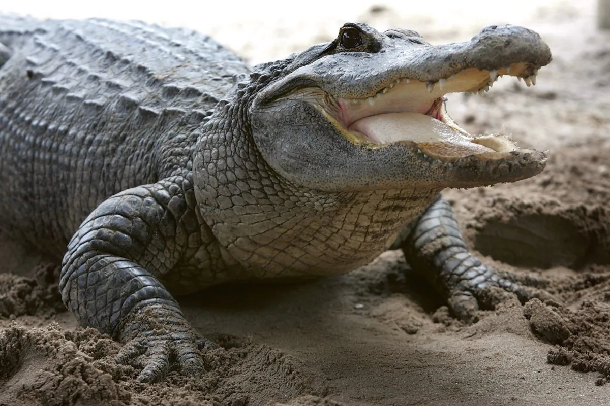 An alligator is seen at the Gator Park in the Florida Everglades on May 17, 2006. (Joe Raedle/Getty Images)