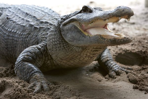 Alligator at Gator World in Florida.