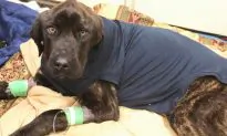 Rescuers think dog starved for a month won’t survive, but he makes a miraculous comeback