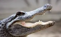 Judge Rules Against California’s Ban on Crocodile, Alligator Products
