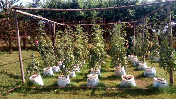 A small garden with things growing