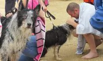Blind Border Collie Reunited With Tearful Owner After Dramatic Sea Rescue