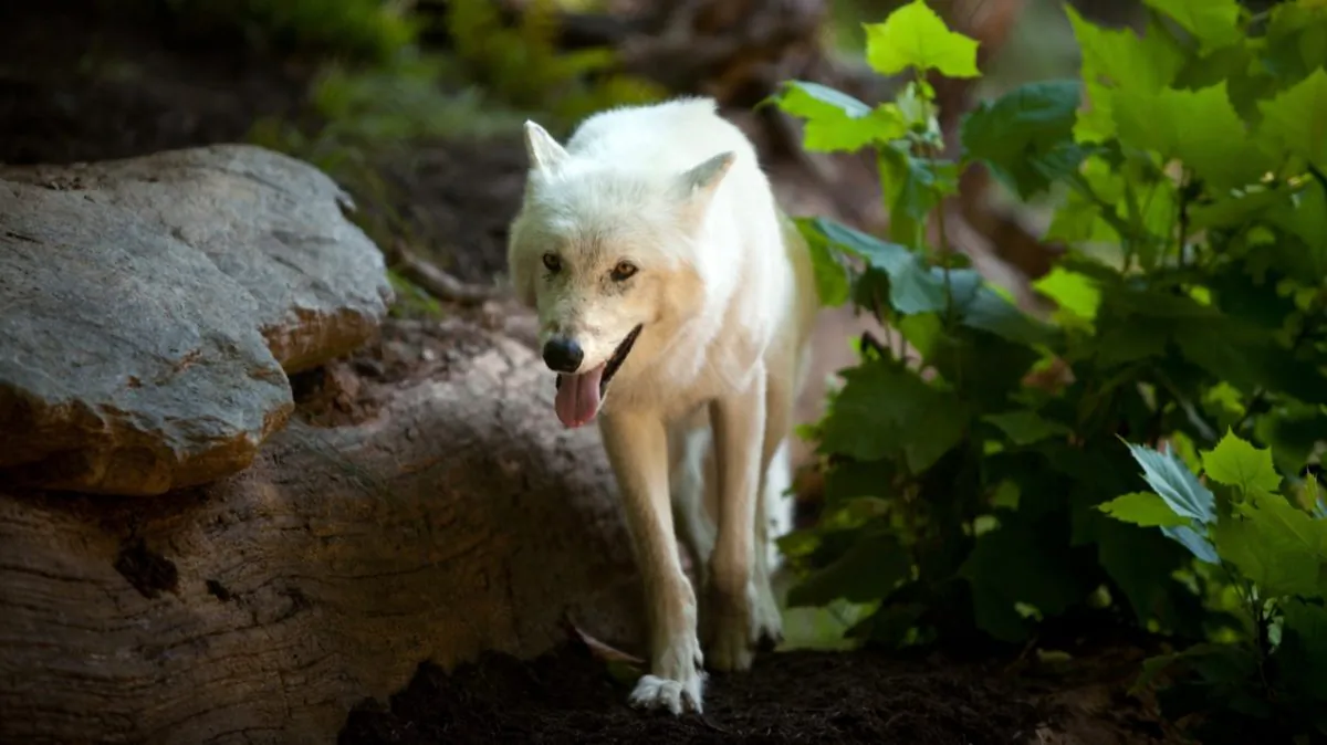 Crystal, a female gray wolf, roams the enclosure during a sneak peak of the new American Trail at the Smithsonian National Zoo in Washington, D.C. on Aug. 29, 2012.  (Allison Shelley/Getty Images)