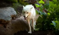 6 Yellowstone Park Wolves Killed by Humans, According to Report