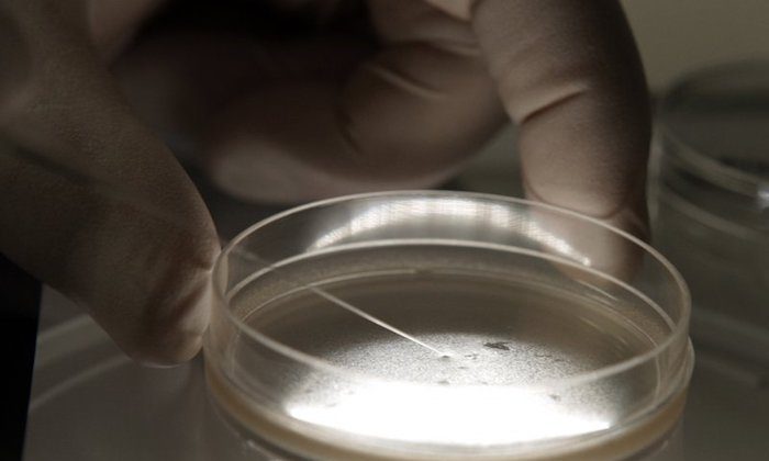 A researcher examines human embryonic stem cells with a microscope in Michigan on Dec. 20, 2018. (Paul Sancya/AP Photo)
