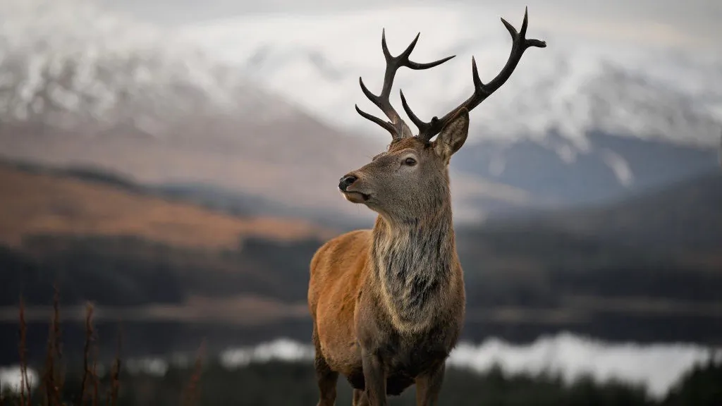 A red dear stag in Glen Coe, Scotland on Dec. 1, 2017. (Jeff J Mitchell/Getty Images)