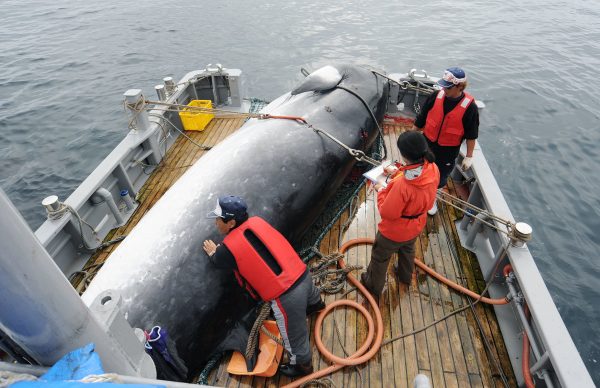A minke whale is unloaded