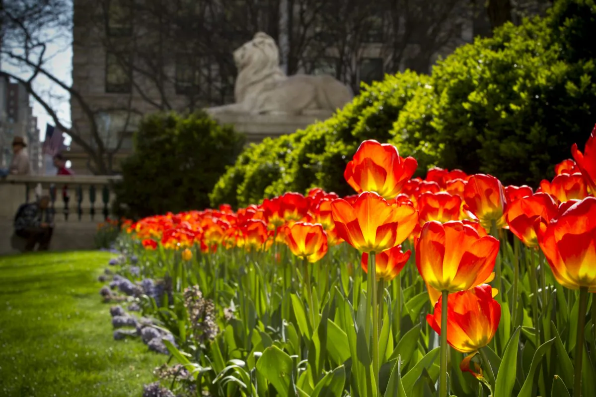 Tulips outside the New York Public Library in the spring. (Courtesy of Maureen Hackett)