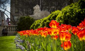 The Unsung Horticulturalist of New York