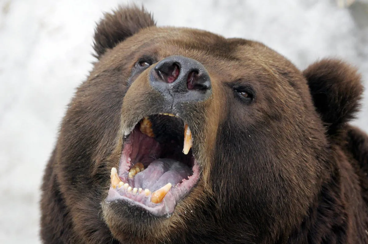 Brown bear yawns after awakening from winter hibernation at the Moscow Zoo, on April 4, 2006. (Alexander Nemenov/AFP/Getty Images). 