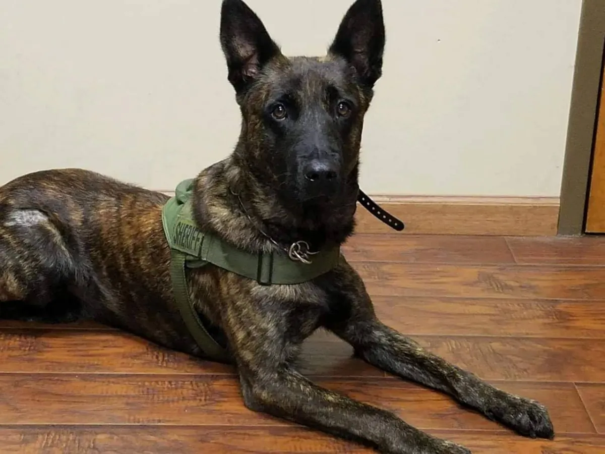 Rocco, a K-9 in Georgia, was found alive on Dec. 27, 2018, after fleeing from a patrol car after the door malfunctioned. (Dade County Sheriff's Office)