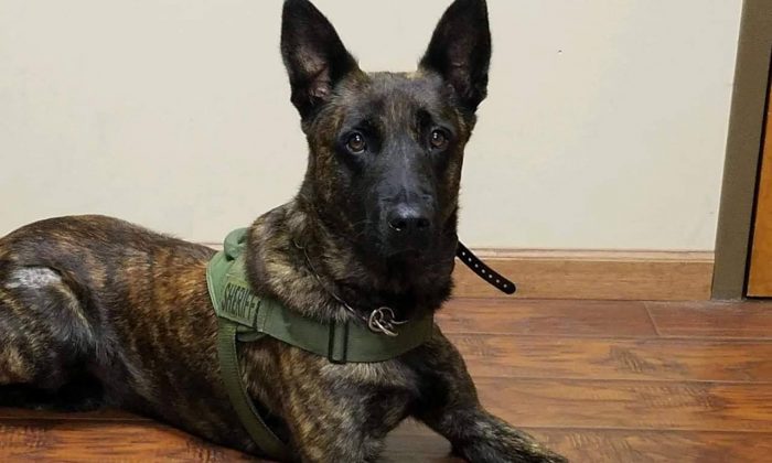 Rocco, a K-9 in Georgia, was found alive on Dec. 27, 2018, after fleeing from a patrol car after the door malfunctioned. (Dade County Sheriff's Office)