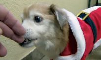 Dog Without Nose Is Searching for His ‘Fur-Ever’ Home