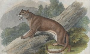 Colorado Man Convicted of Class Six Felony, Hunting Mountain Lions
