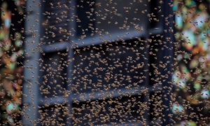 Odd US Stories Reported in 2018