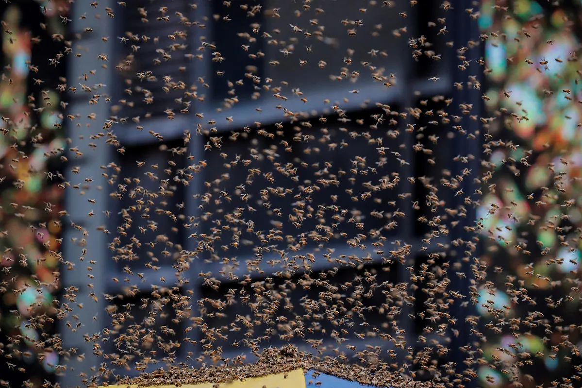 A swarm of bees, in this file photo. (Brendan McDermid/Reuters)