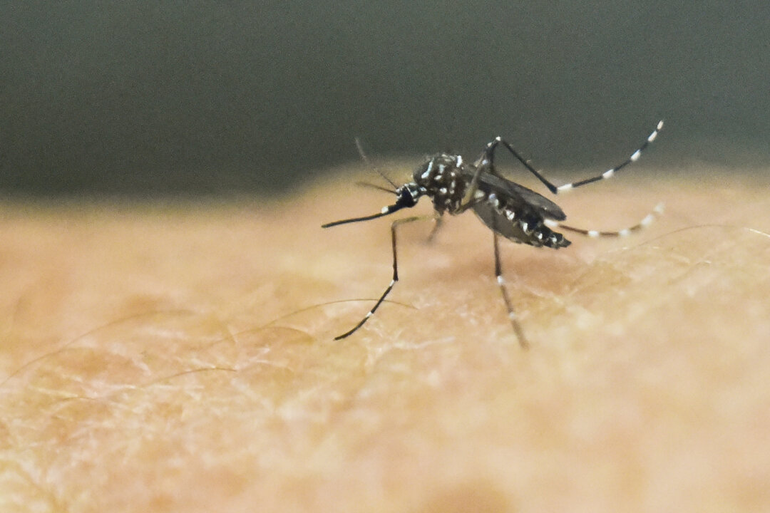 File photo of a mosquito on human skin in Cali, Colombia, on Jan. 25, 2016. (Lus Robayo/AFP/Getty Images)