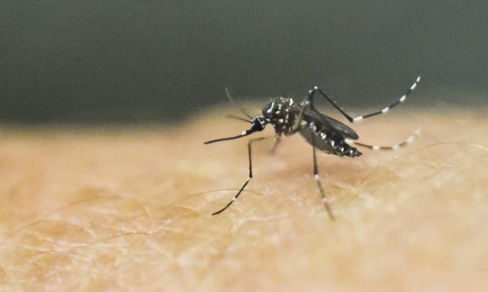 File photo of an aedes aegypti mosquito on human skin in Cali, Colombia, on Jan. 25, 2016. (Lus Robayo/AFP/Getty Images)