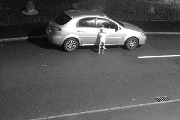 owner abandons puppy