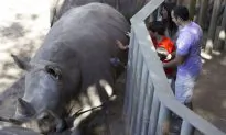 Girl Injured After Falling Into Rhino Exhibit at Florida’s Brevard Zoo