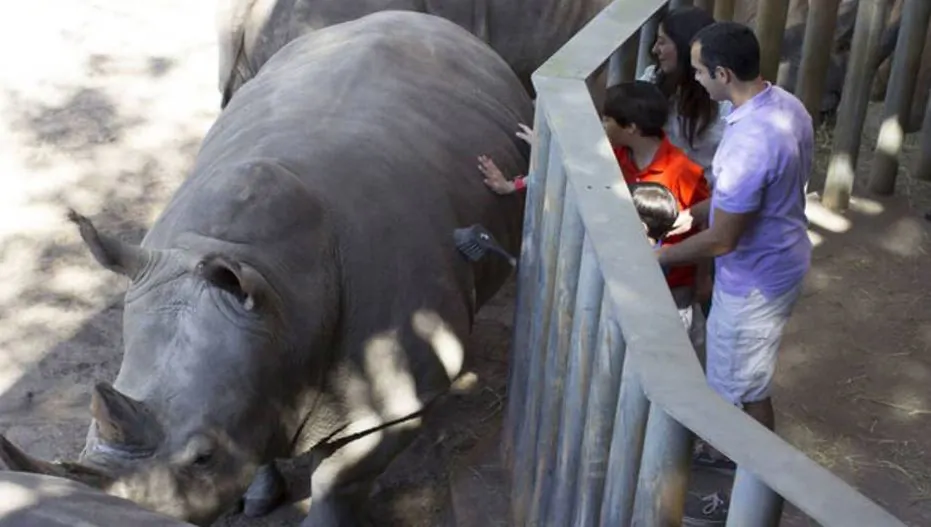 A rhino at the Brevard Zoo in a file photo. (Brevard Zoo)