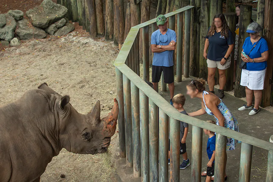 A rhinoceros at the Brevard Zoo in Florida in a file photo. (Brevard Zoo)