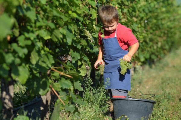 A child collects grapes