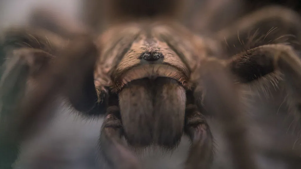 A picture taken on July 12, 2018 shows a tarantula. (Sebastian Gollnow/dpa/AFP/Getty Images)
