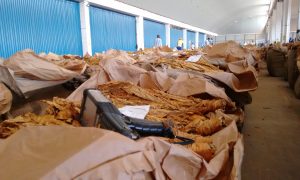 Zimbabwe’s Booming Tobacco-Farming Sector Tainted by Use of Child Labor