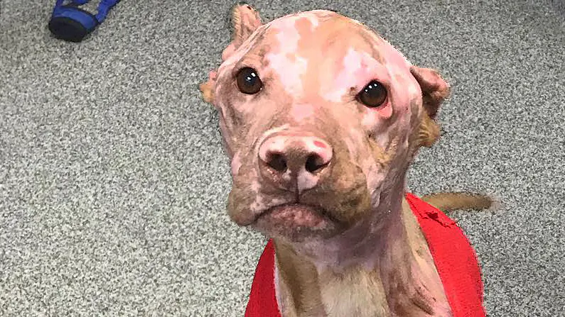 Justice, an American pit bull terrier, was horribly burnt and left to wander the streets. The Shelbyville Animal Shelter and IndyVet have brought Justice back to health. (Shelbyville/Shelby County Animal Shelter/Facebook)