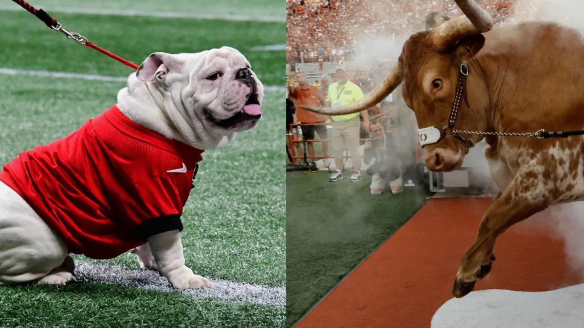 Georgia mascot Uga (L) during the SEC Championship Game in Atlanta, Ga., on Dec. 1, 2018. (Scott Cunningham/Getty Images) and Texas Longhorns mascot Bevo at Darrell K Royal-Texas Memorial Stadium in Austin, Texas, on Sept. 8, 2018. (Tim Warner/Getty Images)