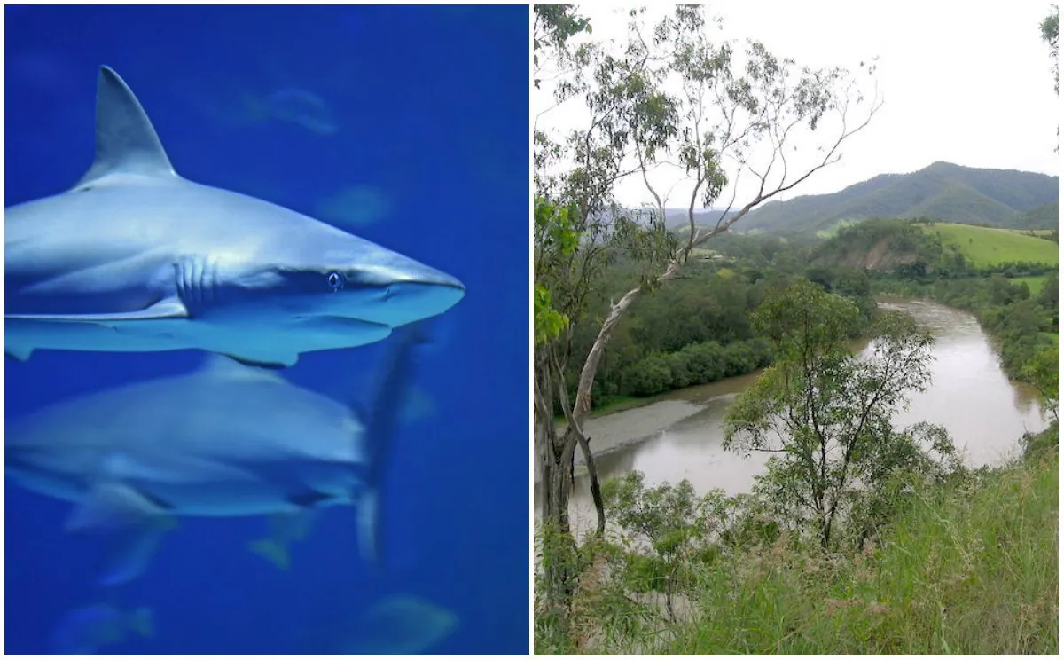 L: Stock photo of a shark in Cairns, Australia. (David Clode/Unsplash) R: Macleay River, Lower Creek, NSW (By Cgoodwin, CC BY 3.0, https://commons.wikimedia.org/w/index.php?curid=3488662)