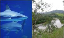 Australian Fisherman Captures 5 Sharks Just 100 Meters From Swimming Children