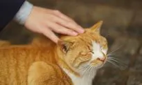 Teenager Treated for Schizophrenia Had Catch-Scratch Disease