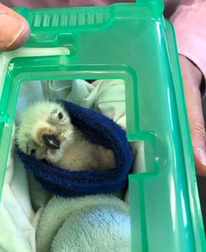 Vulture chick hatched