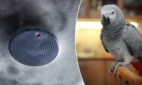 Firefighters Rush to Home to Find Parrot Impersonating Smoke Alarm