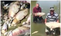 Australian Politician Vomits After Witnessing Mass Fish Kill in Darling River